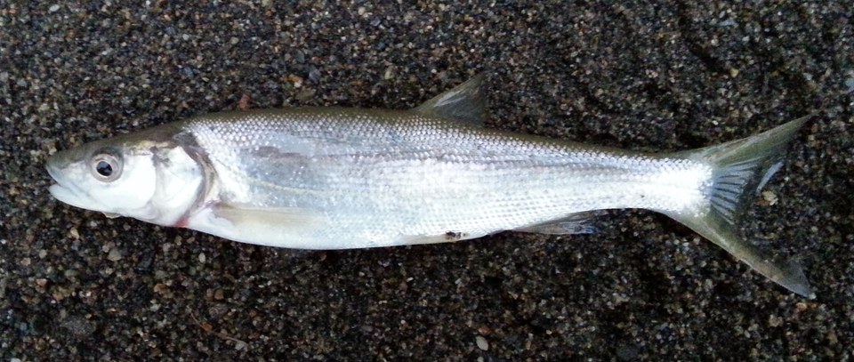 Side view of a northern pikeminnow with an elongated body and silvery underside